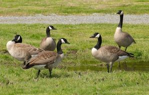 gray canadian wild geese on green grass