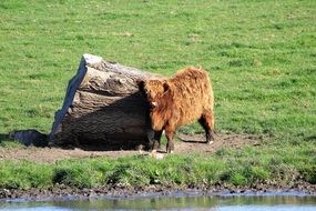 ox on the green pasture