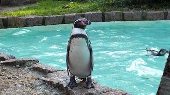 penguin near the pool with blue water