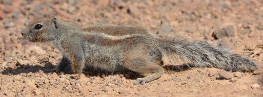 charming Ground Squirrel