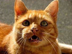 Close-up of the cute ginger domestic cat