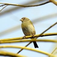 a sparrow stands on a thin branch of a tree close-up on blurred background