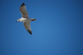 seagull in flight in the blue sky close up