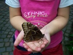 giant butterfly on the palm close-up