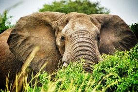 elephant in habitat in uganda