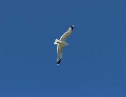 seagull in a flight on a photo of the wild nature