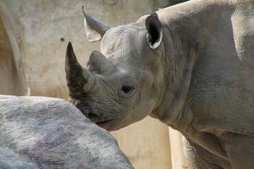 picture of the rhinoceros