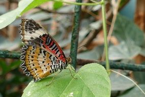 butterfly sits on a plant