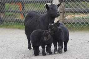 cute dwarf goats