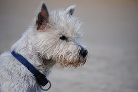 beautiful and amazing West Highland Terrier