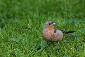 little chaffinch on the grass