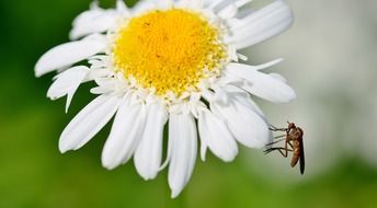 wasp on the daisy flower