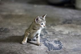Young kitten