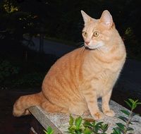 red cat on a bench at night