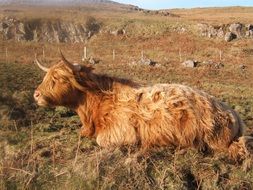 Cattle on the farm