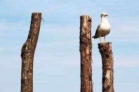 seagull on a wooden log