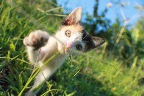 kitten in green grass on a sunny day close up