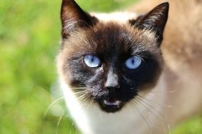 siamese Cat Head with blue Eyes, close up