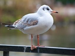 splendid Bird Seagull