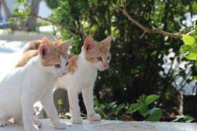 adorable young red white cats