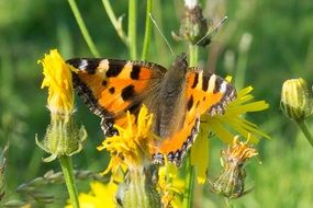 orange butterfly on a yellow flower