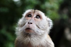 monkey on a background of trees in the jungle