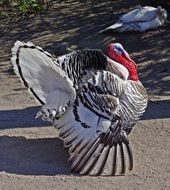 black and white striped turkey