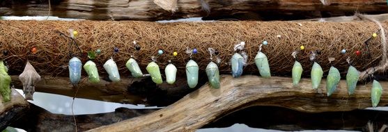 header with butterfly cocoons