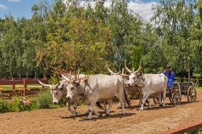 hungarian grey cattle on the road