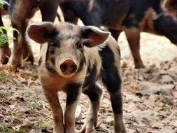 spotted pig on a farm close up
