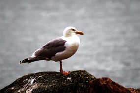 seagull on the stone on the coast of the Baltic Sea