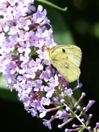 yellow butterfly on a lilac branch