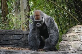 big black gorilla in the jungle