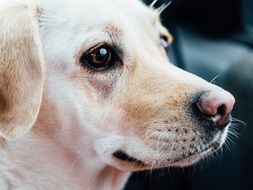 labrador's head