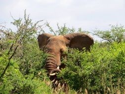 elephant among the trees