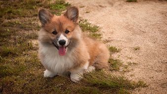 Corgi puppy on a country road