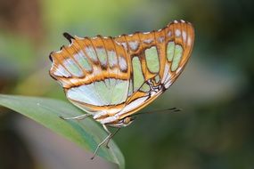 green orange butterfly in wildlife