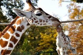 Giraffes Kiss