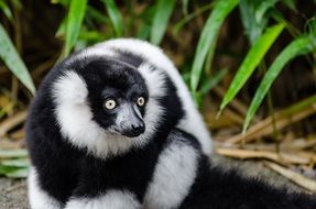 black and white ruffed lemur in the rainforest