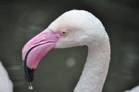 profile portrait of pink flamingo on the water