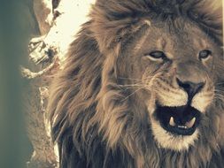 beautiful and amazing Leon Feline