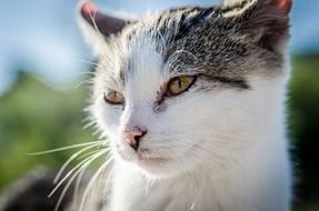 portrait of an adorable cat