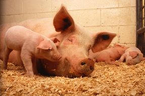 domestic pigs in the barn