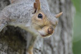 grey squirrel on the tree trunk