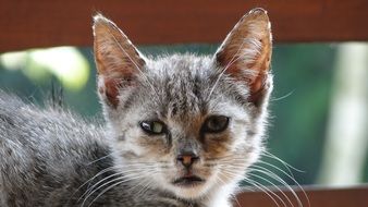 gray kitten on the farm