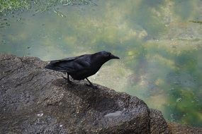 black raven sits on a gray stone by the lake