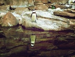 penguin among the stones at the zoo