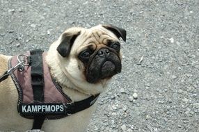 Dog Pug Dangerous Threatening