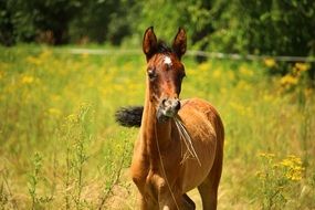 foal in the meadow