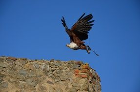 white tailed eagle in flight